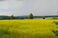 DSC_0905